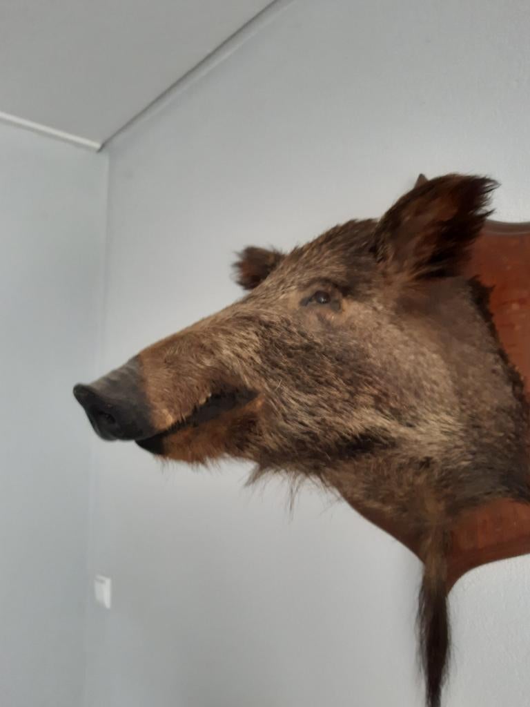 Opgezette wild zwijn kop - Uniek decoratiestuk, Ophalen, Gebruikt