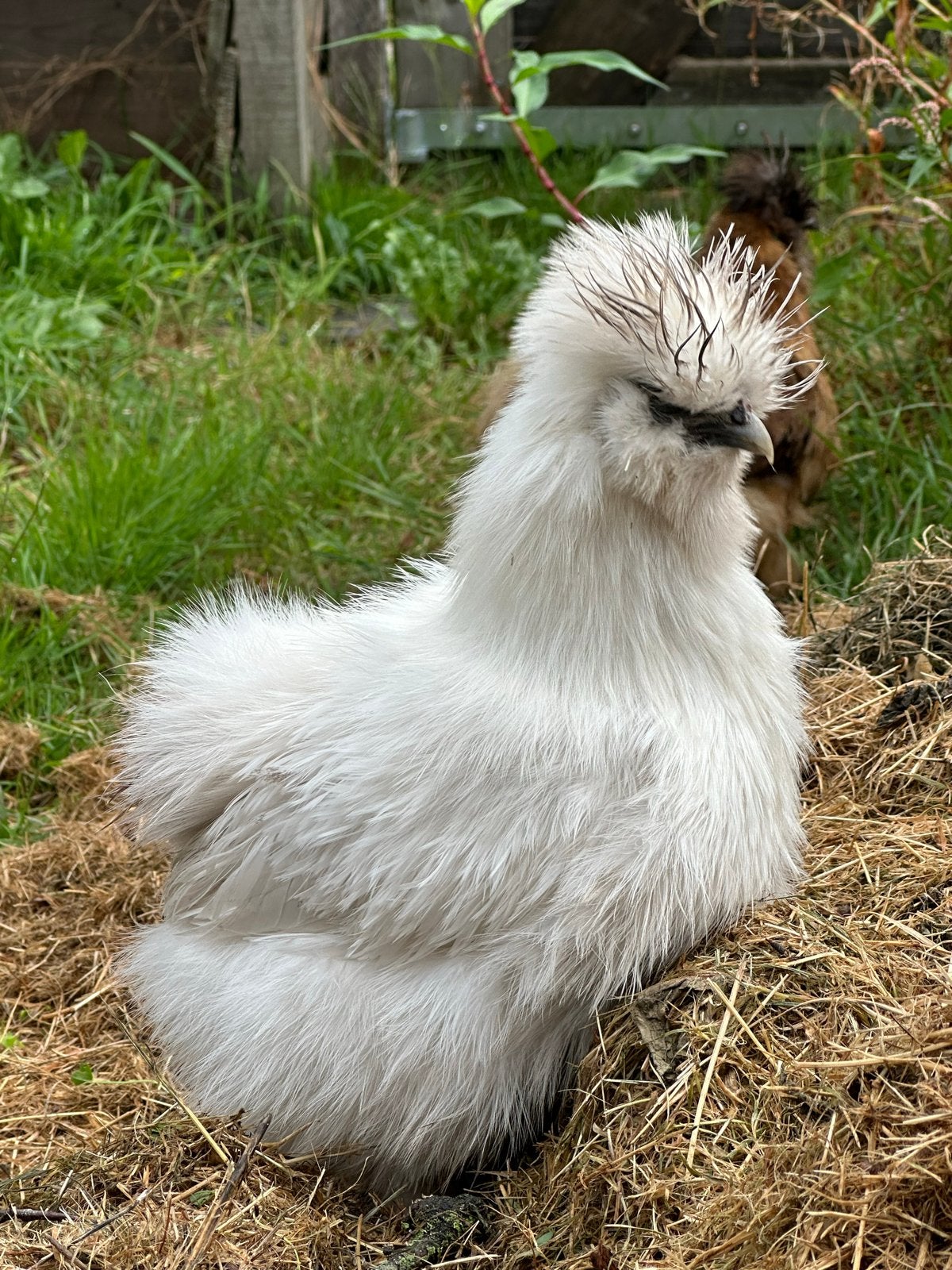 Zijdehoen hennen te koop, Dieren en Toebehoren, Pluimvee, Vrouwelijk, Kip