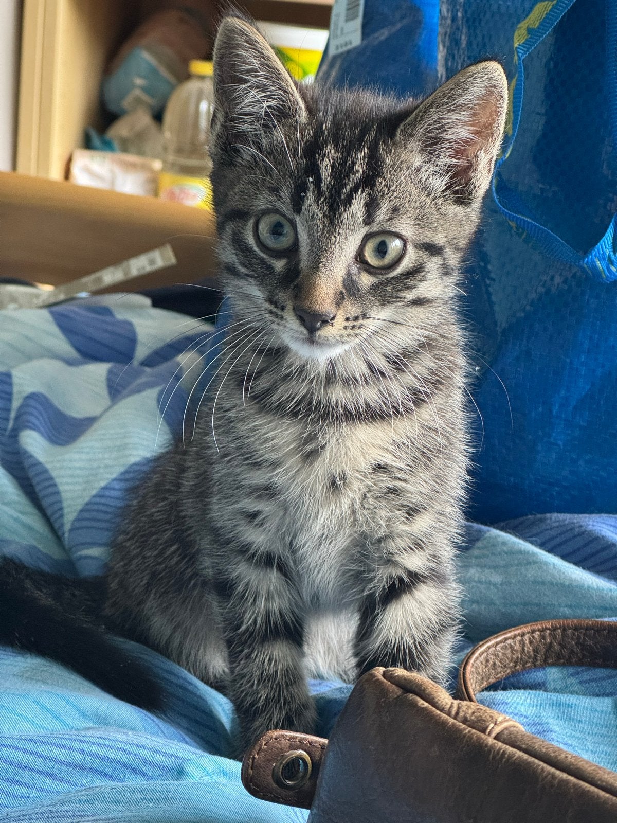 Te koop moeder en kitten samen half Turkse Angora, Poes