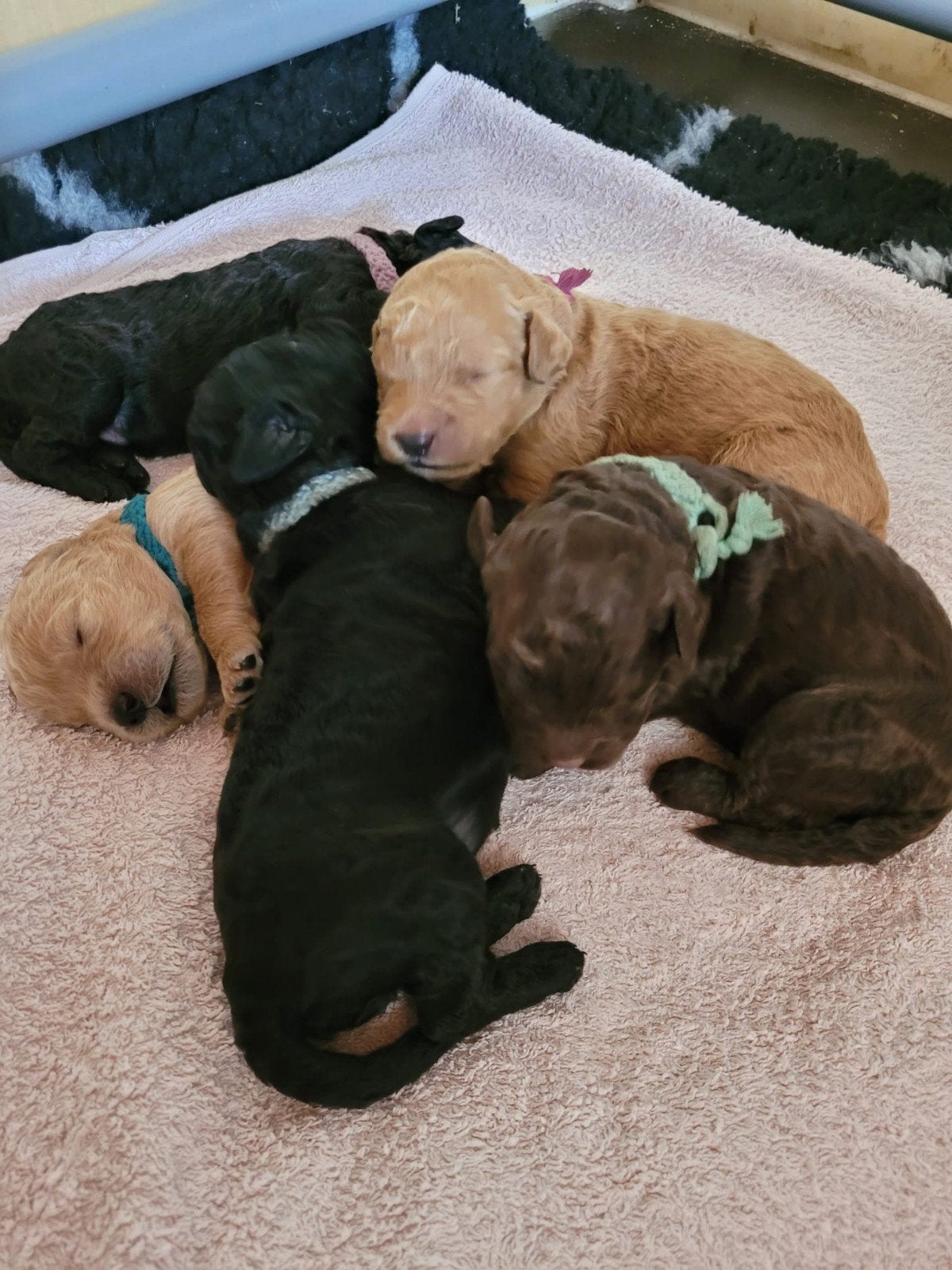 Labradoodle pups  puppies update, 8 tot 15 weken, Meerdere, Meerdere dieren, Middel