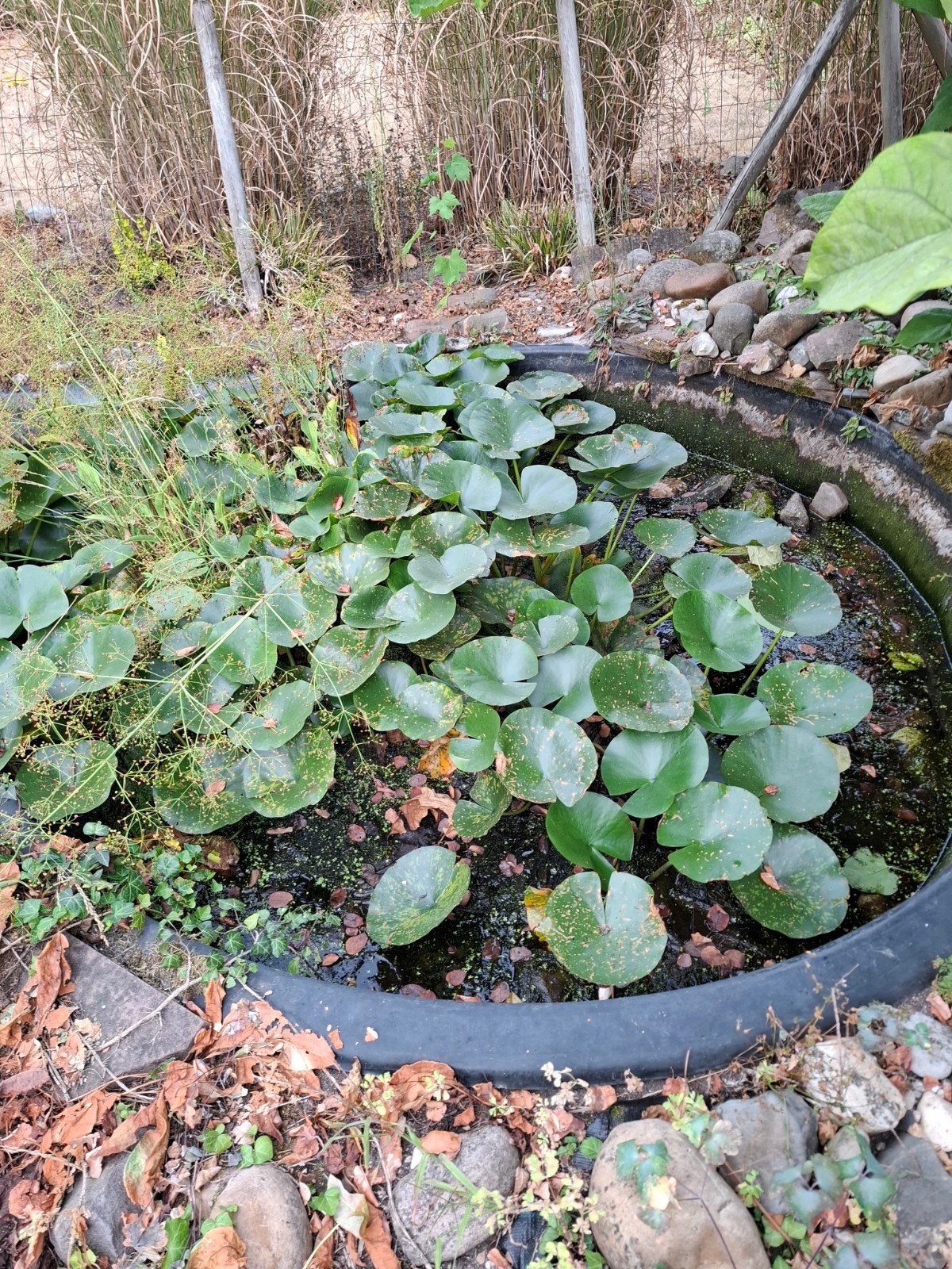 Vijver 40 cm diep, Tuin en Terras, Vijvers, Ophalen