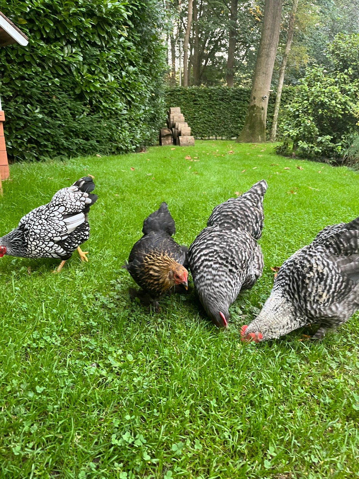 Mooie kippen Amrocks Wyandotte, Dieren en Toebehoren, Meerdere dieren, Kip