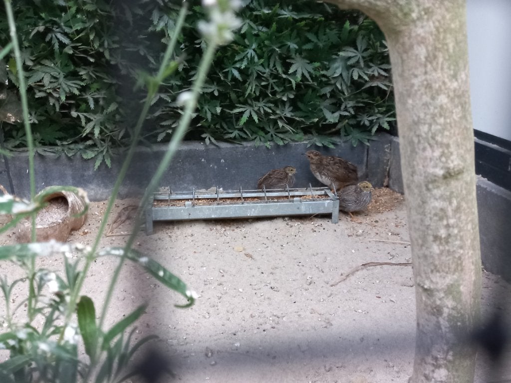 Chinesedwergkwartel haantje, Dieren en Toebehoren, Vogels | Overige Vogels, Mannelijk, Tropenvogel, Tam