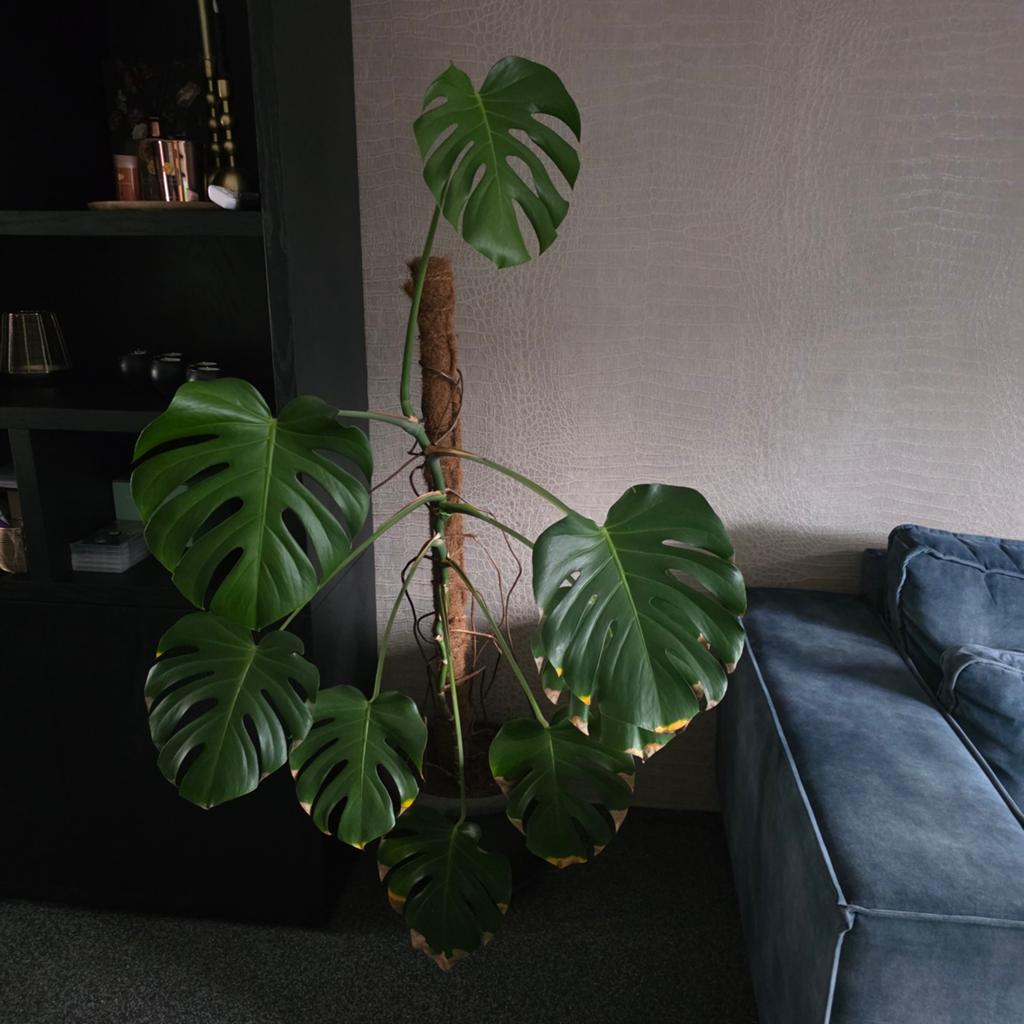 Monsteria, Ophalen, Halfschaduw, Minder dan 100 cm