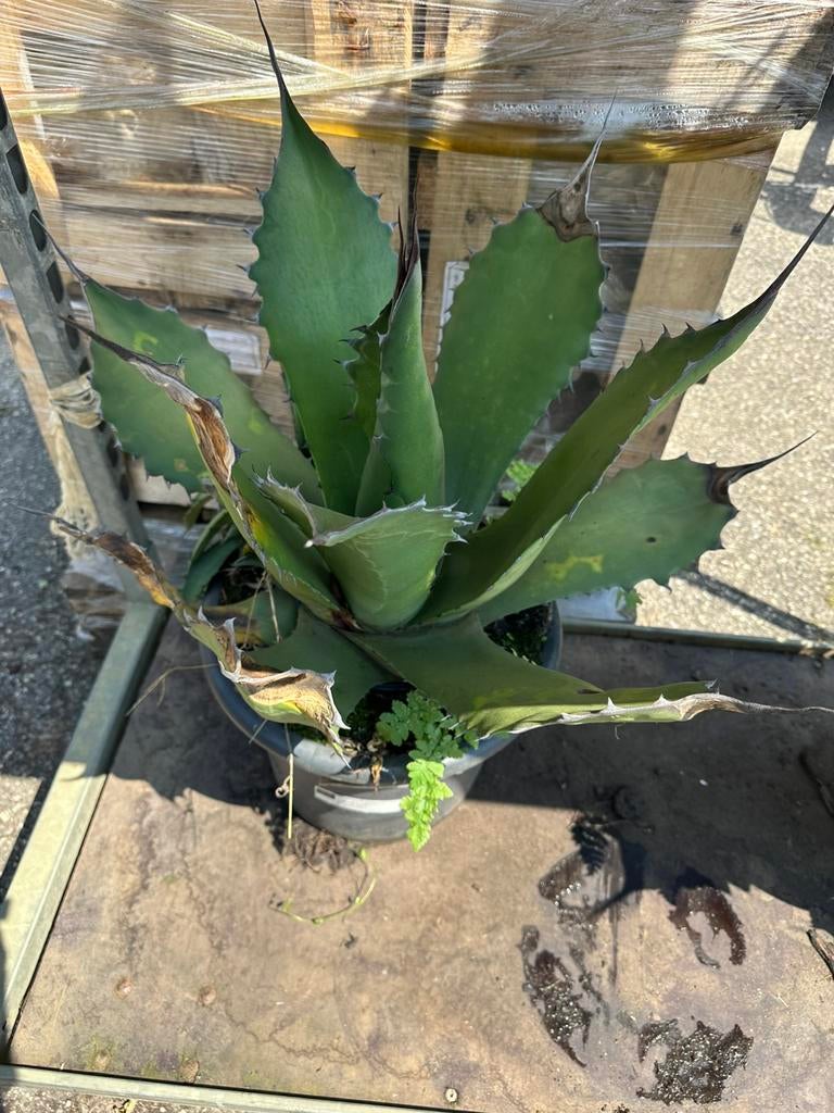5 agave planten, Volle zon, Bloeit niet, 100 tot 250 cm, Overige soorten