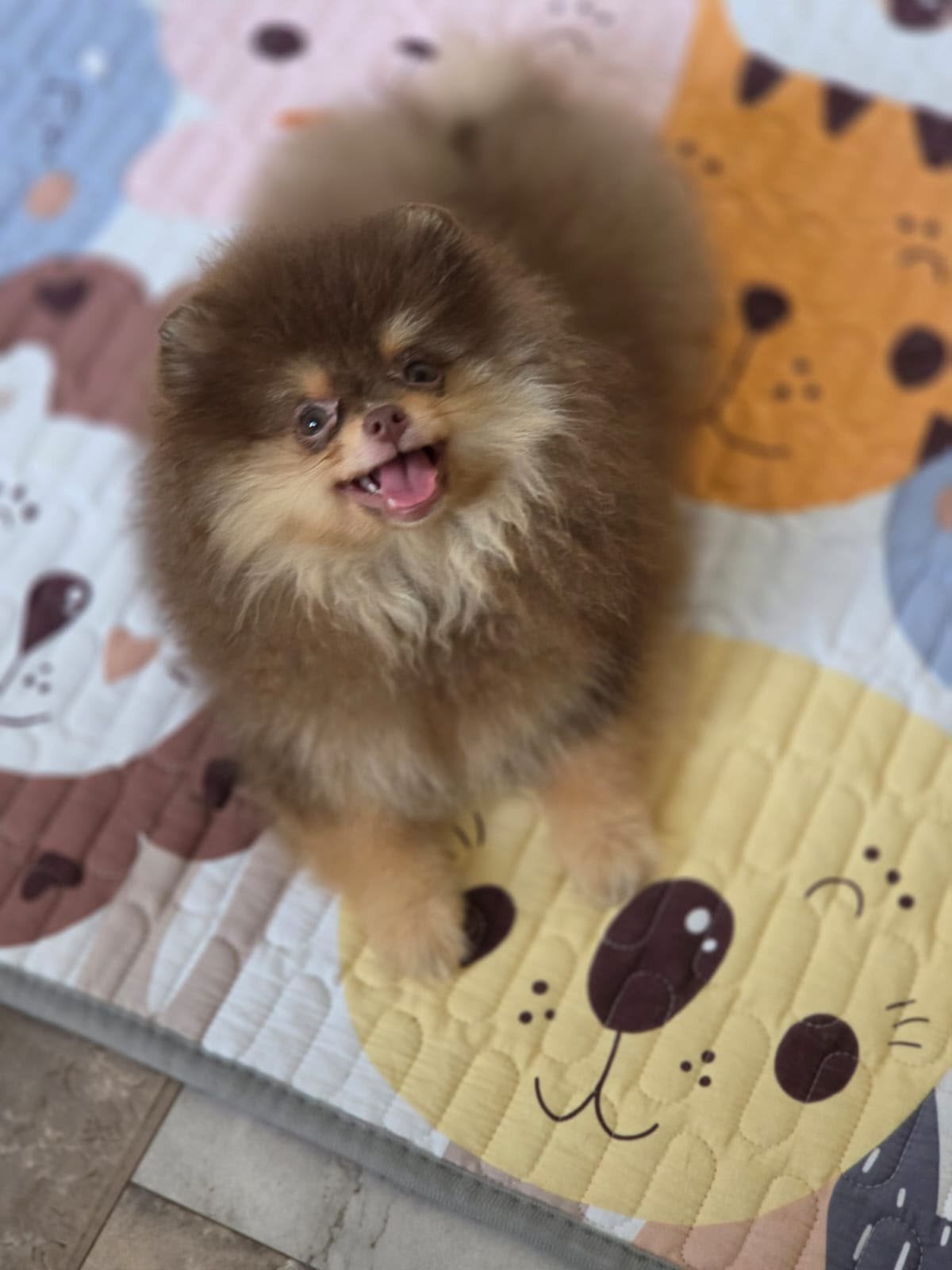 SUPER MOOIE MINI POMERIAAN – CHOCOLATE TAN BEAR FACE TEEFJE, Particulier, 15 weken tot 1 jaar, Overige rassen, Buitenland