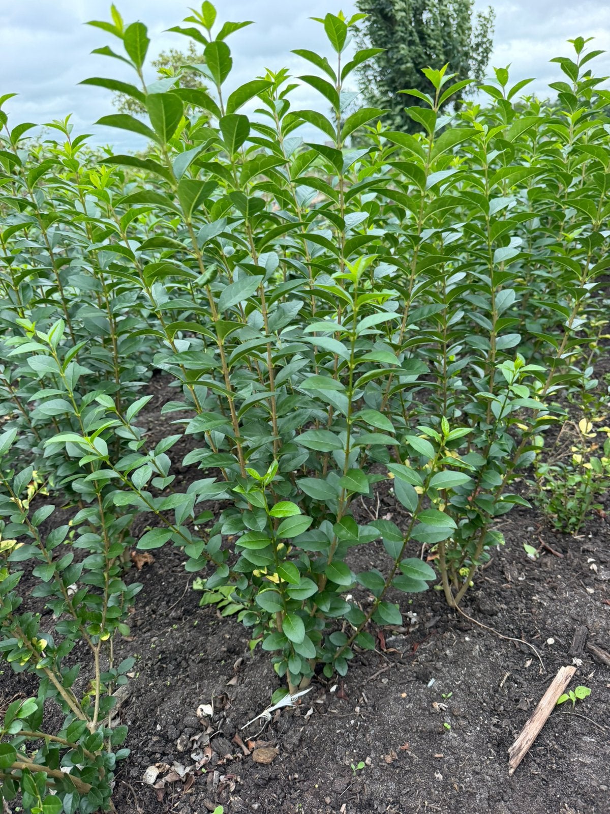 Ligustrum groenblijvende liguster ovalifolium, Tuin en Terras, Ophalen, Liguster, Minder dan 100 cm