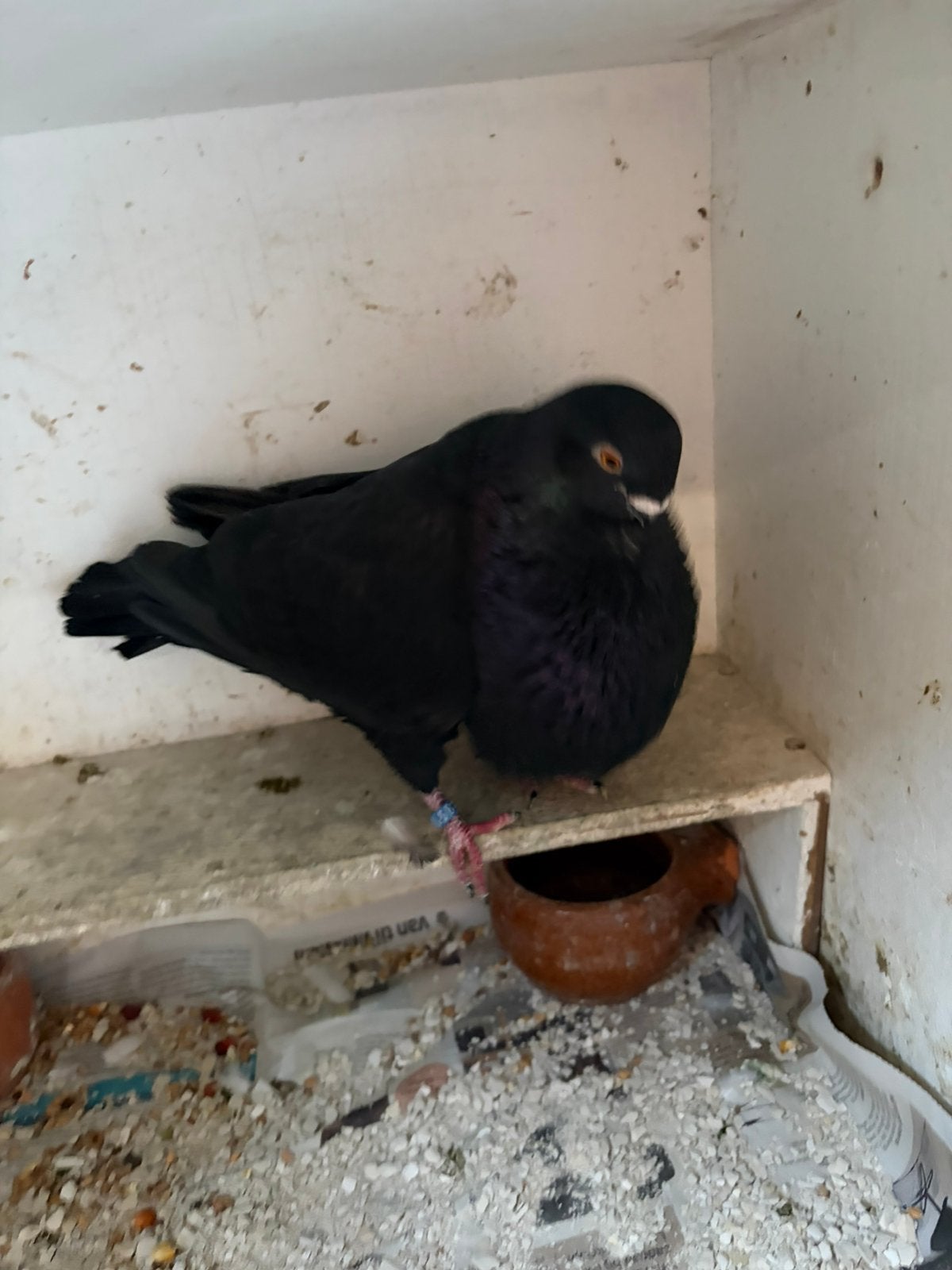 Canaria/doffer, Dieren en Toebehoren, Vogels | Overige Vogels, Mannelijk