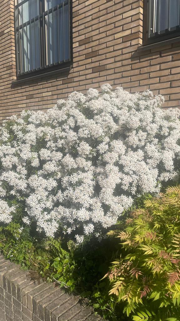 Tuinman, Tuin en Terras, Gras en Kunstgras, Ophalen of Verzenden, Zo goed als nieuw