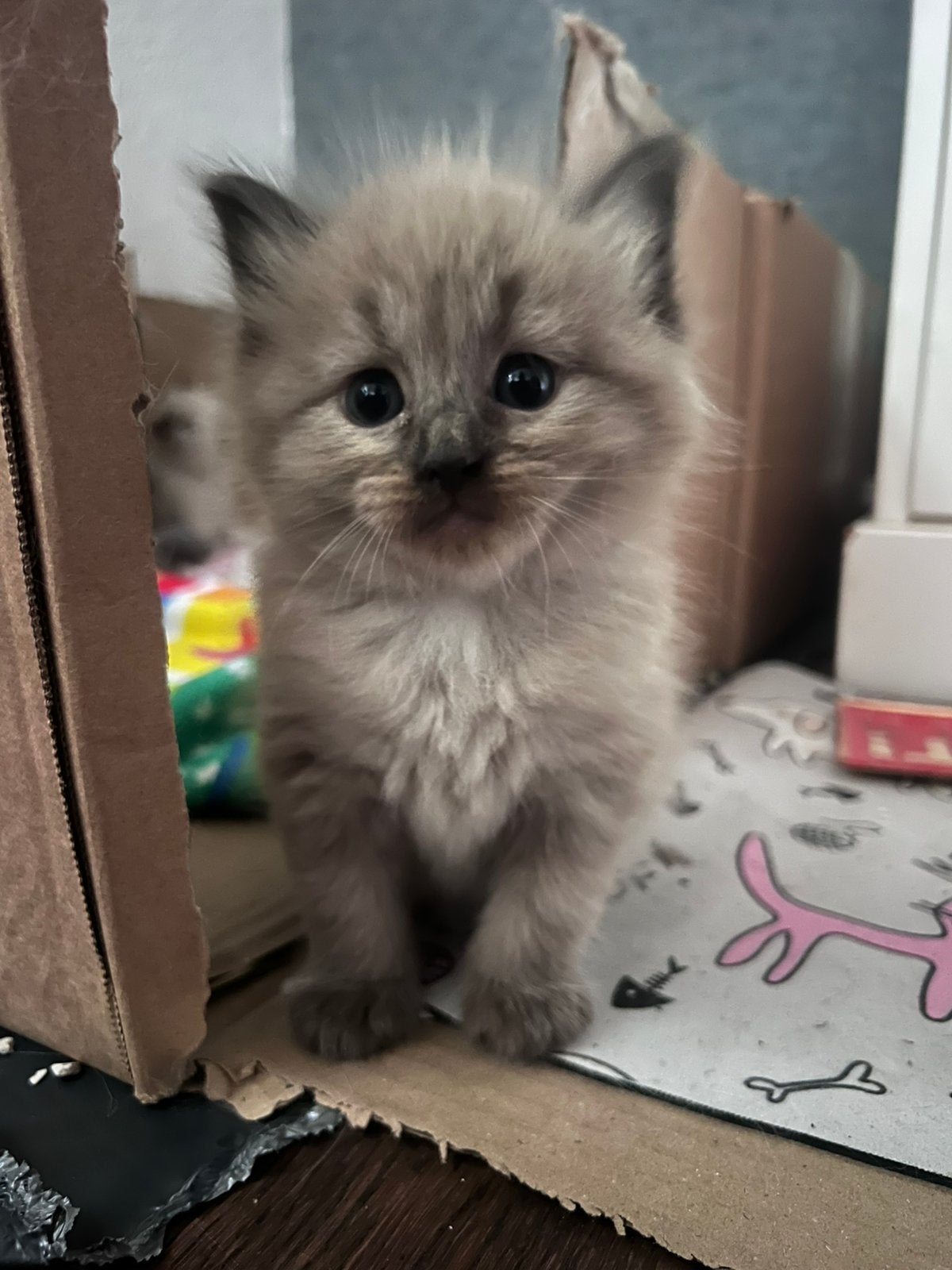 Ragdoll kittens, Dieren en Toebehoren, Katten en Kittens | Raskatten | Langhaar, Meerdere dieren
