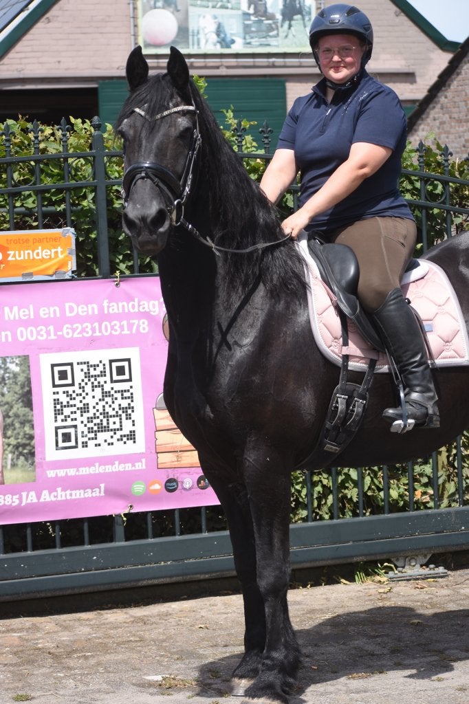 Ervaren, oudere, correcte brave Friese merrie, Merrie, 160 tot 165 cm, 11 jaar of ouder, Recreatiepaard