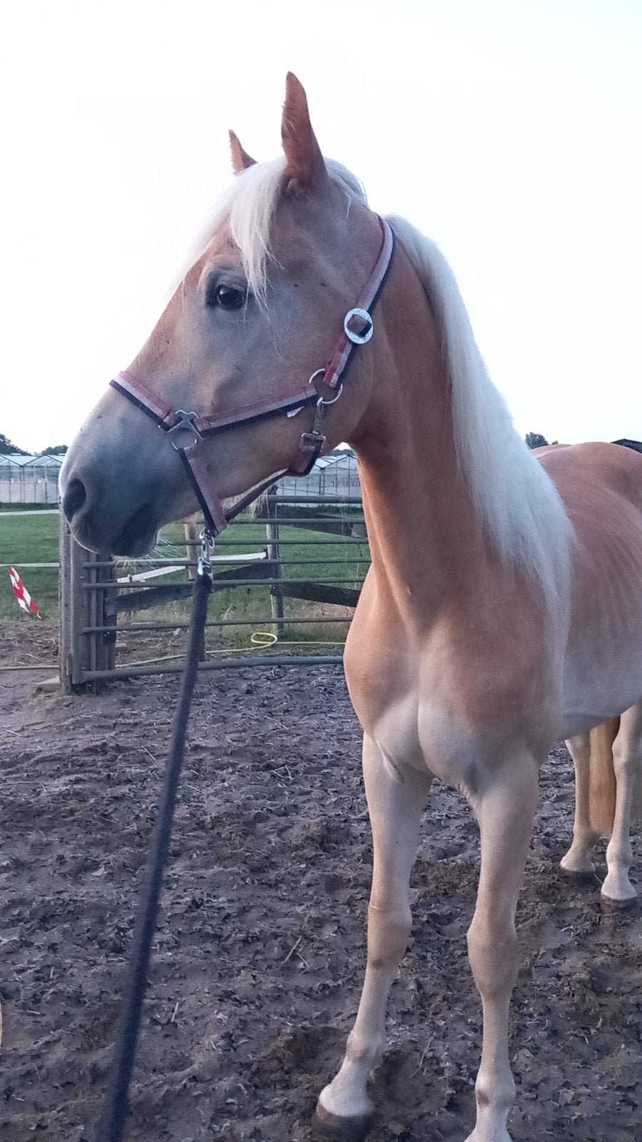 Mooi grote haflingerruin 1.52 (3-2024), Dieren en Toebehoren, Ruin, A pony (tot 1.17m), 0 tot 2 jaar