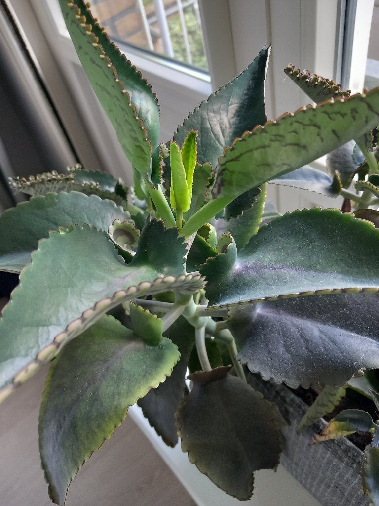 Mother of Thousands, Vetplant, Minder dan 100 cm, Groene kamerplant, Halfschaduw