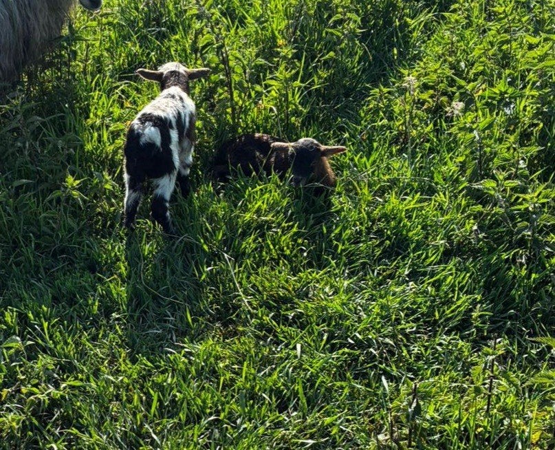 Pap lam, fles lam. Drentseheide Rammetjes., Dieren en Toebehoren, Schapen, Geiten en Varkens, Mannelijk, Schaap