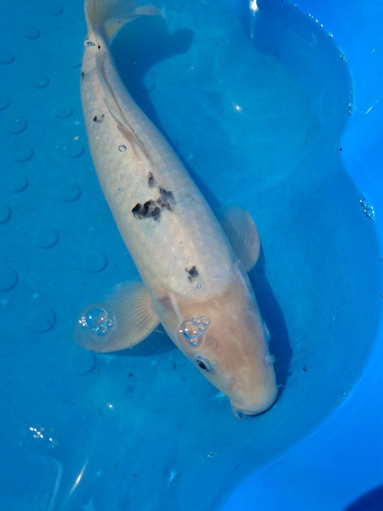 Shiro Bekko koi kweker Shinoda (Japanse koi), Karper of Koi
