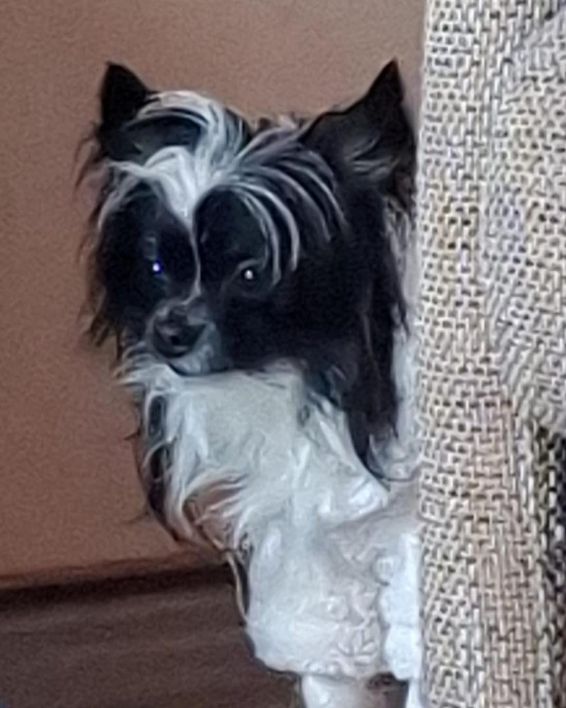 Ter dekking aangeboden super lieve Chihuahua, Dieren en Toebehoren, Parvo, Reu, 1 tot 2 jaar, Eén hond