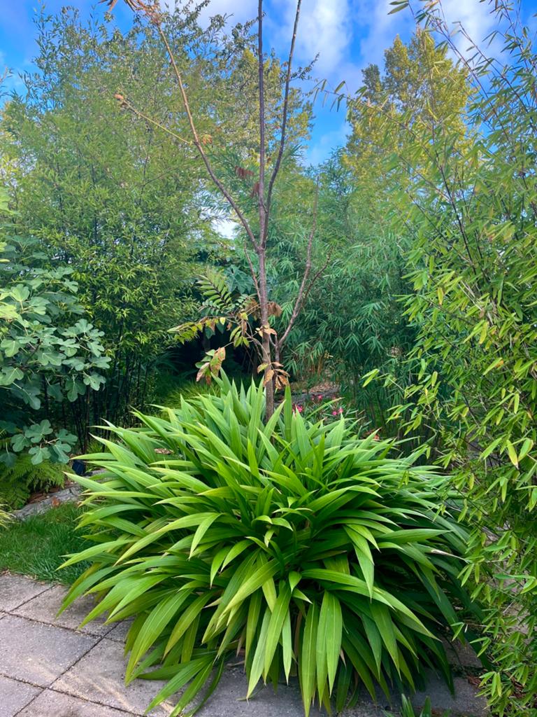 Setaria Palmifolia • winterhard palmgras, Ophalen of Verzenden, Halfschaduw