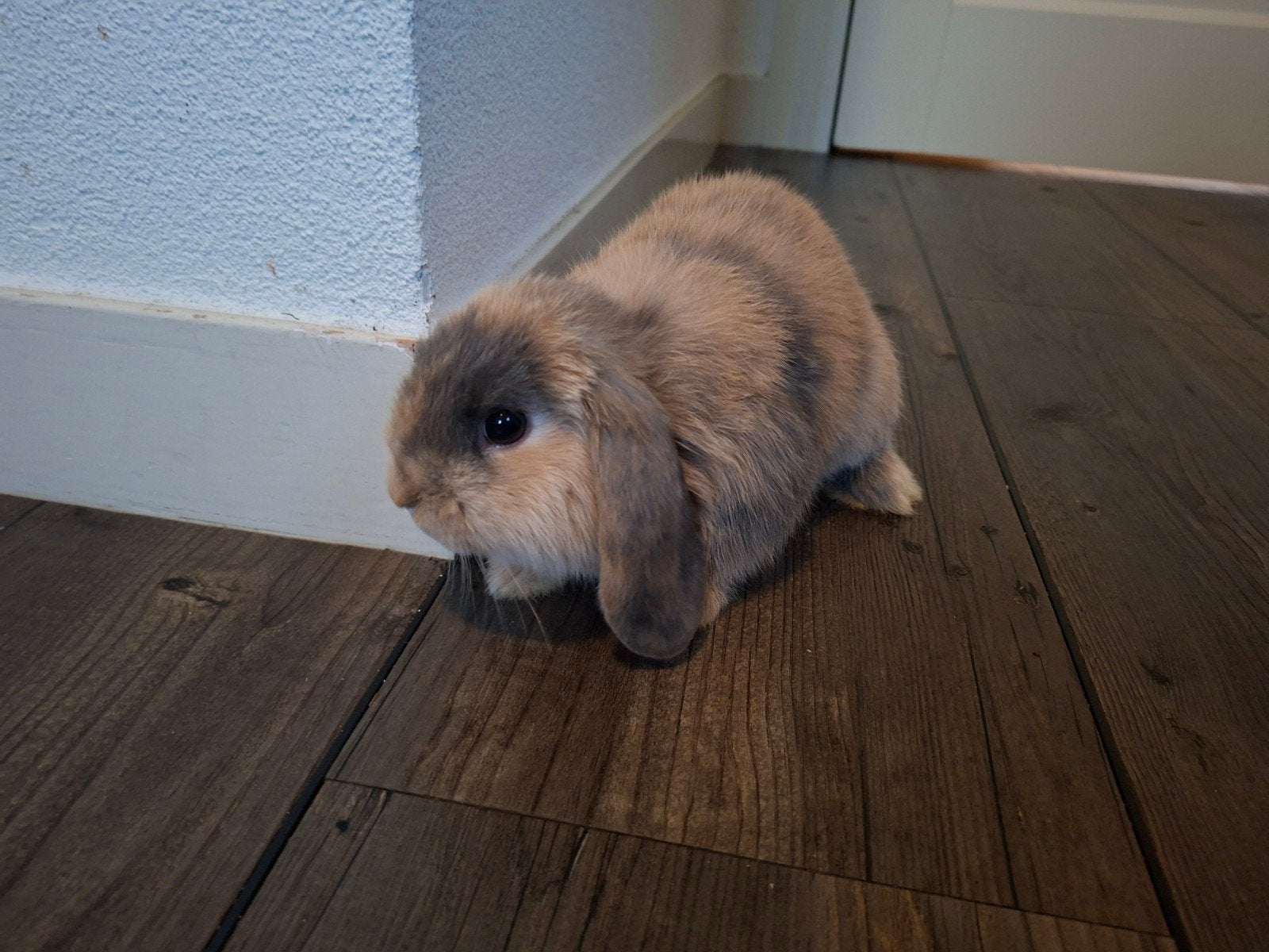 erg lief handtam hangoor dwerg konijntje ram konijn, Dieren en Toebehoren, Augustus, Mannelijk, Overige typen, Tam