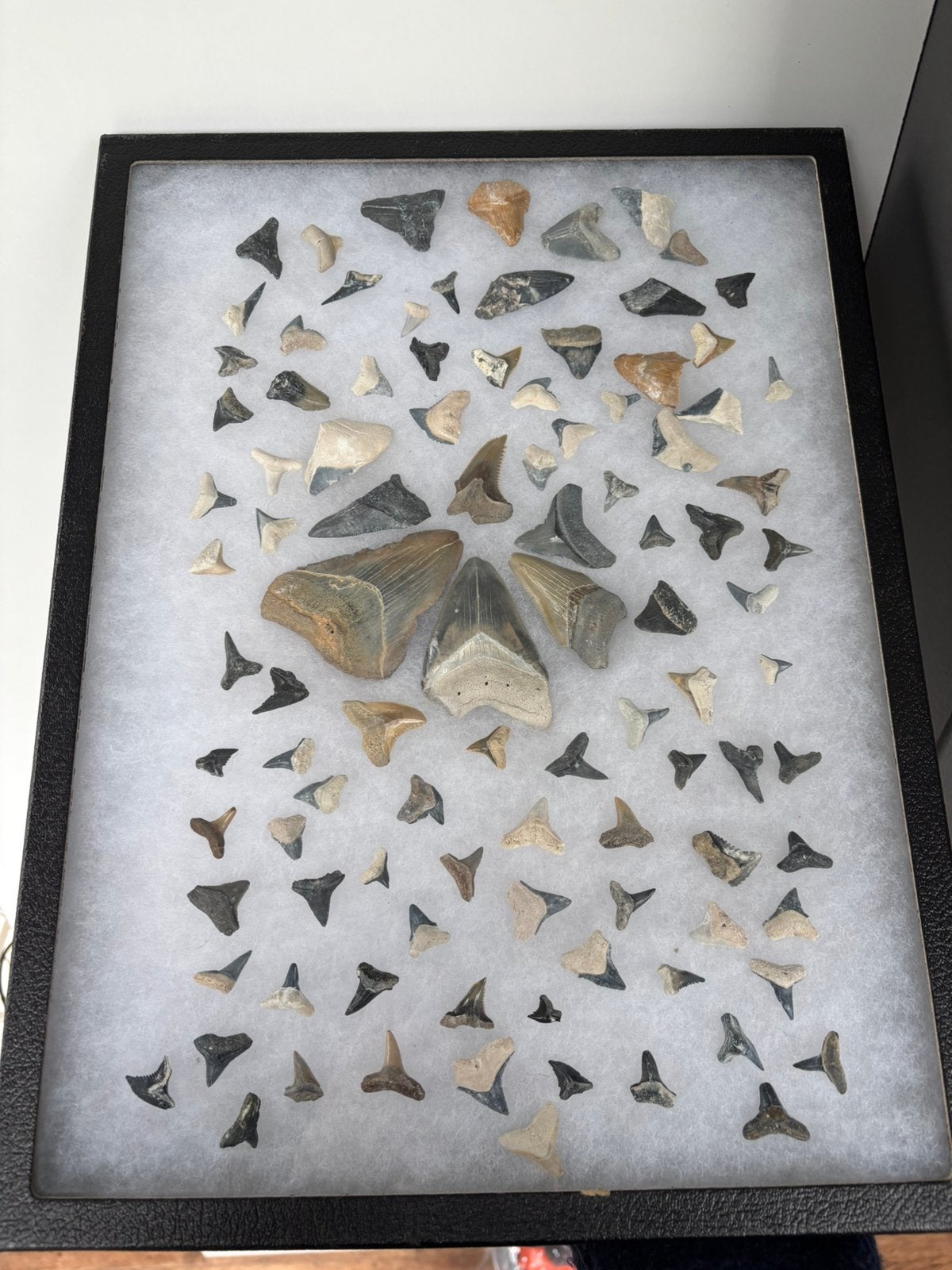 Fossiele haaientanden set 1, Verzamelen, Mineralen en Fossielen, Ophalen of Verzenden, Fossiel