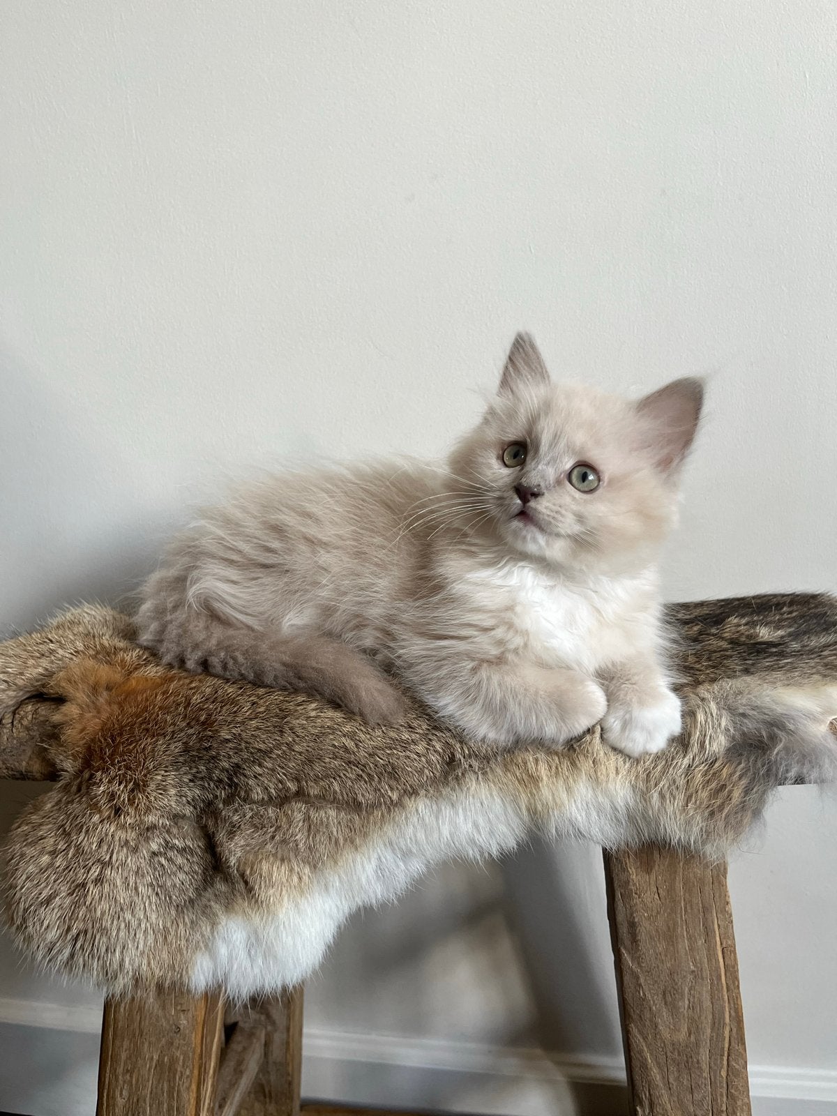 Ragdoll poesje met stamboom, Poes, Langharig, 0 tot 2 jaar