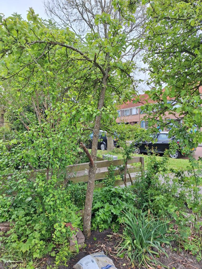 Appelboom - Zelf uitgraven, Tuin en Terras, Planten | Fruitbomen, Ophalen, Lente, Volle zon, Appelboom