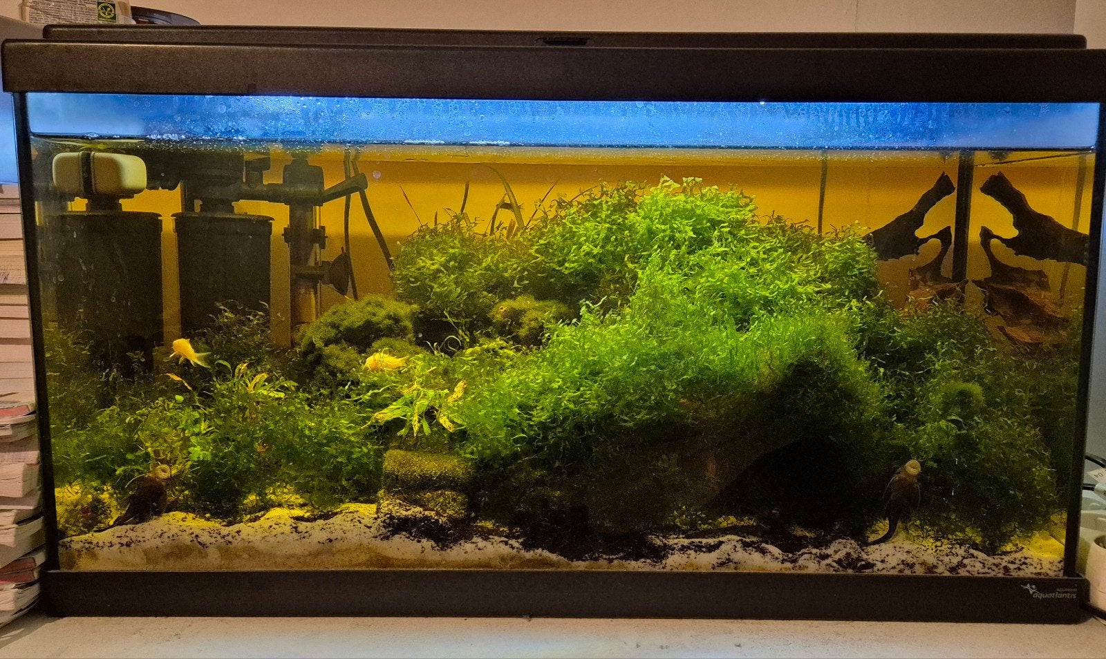 aquarium met algeneters en garnalen, Ophalen, Gevuld zoetwateraquarium