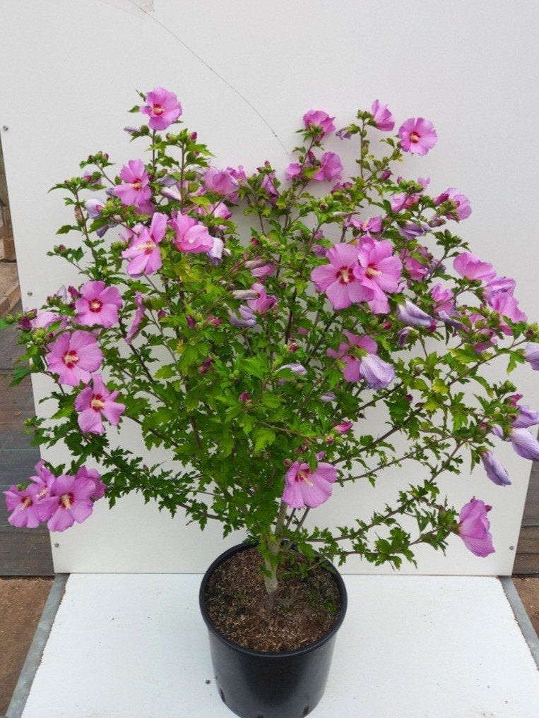Hibiscus syriacus 'Woodbridge'🌺, Ophalen, Overige soorten, Volle zon