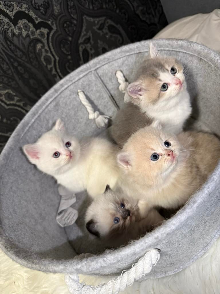 Britse Langhaar Kittens te Koop, Kater, 0 tot 2 jaar