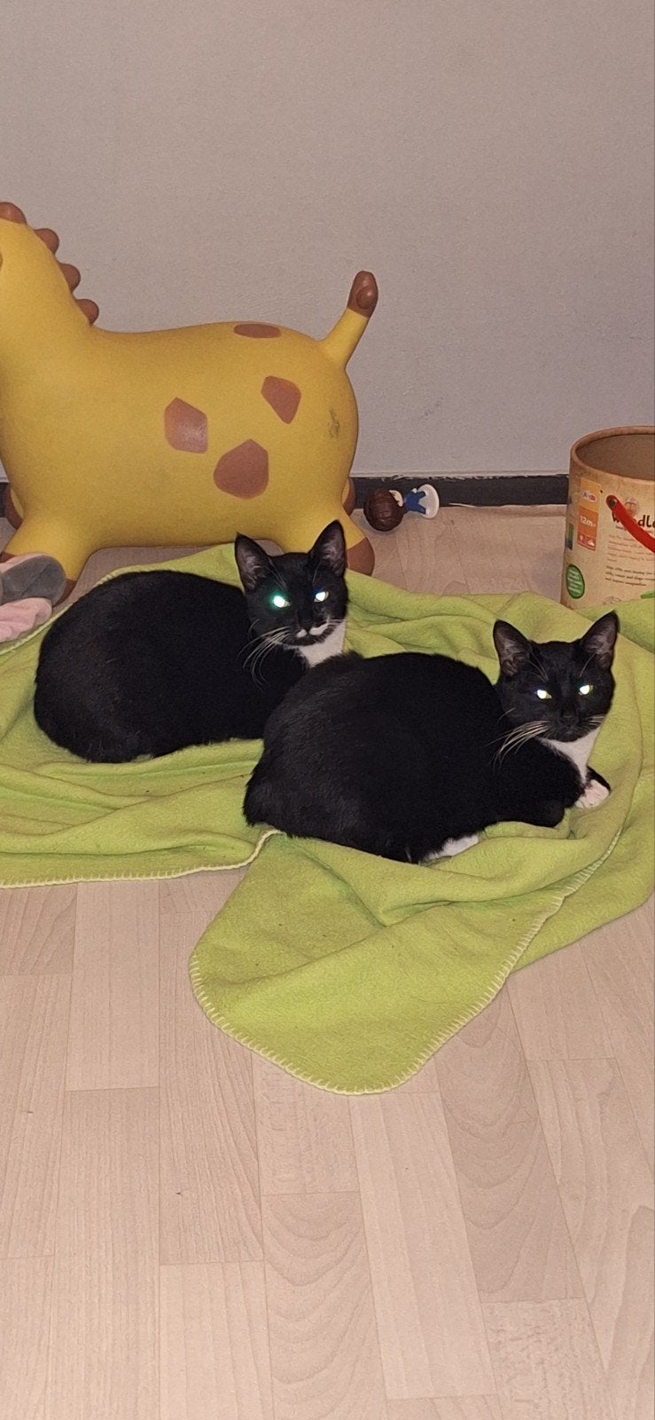 2 poezen, Poes