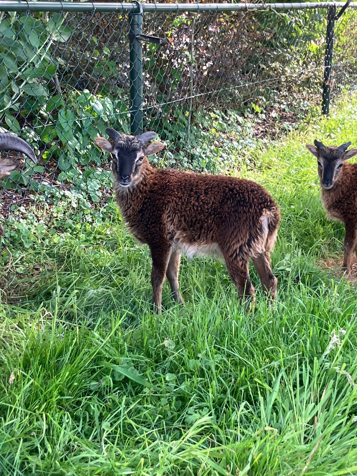 Soay ram (te reserveren), Mannelijk, Schaap, 0 tot 2 jaar
