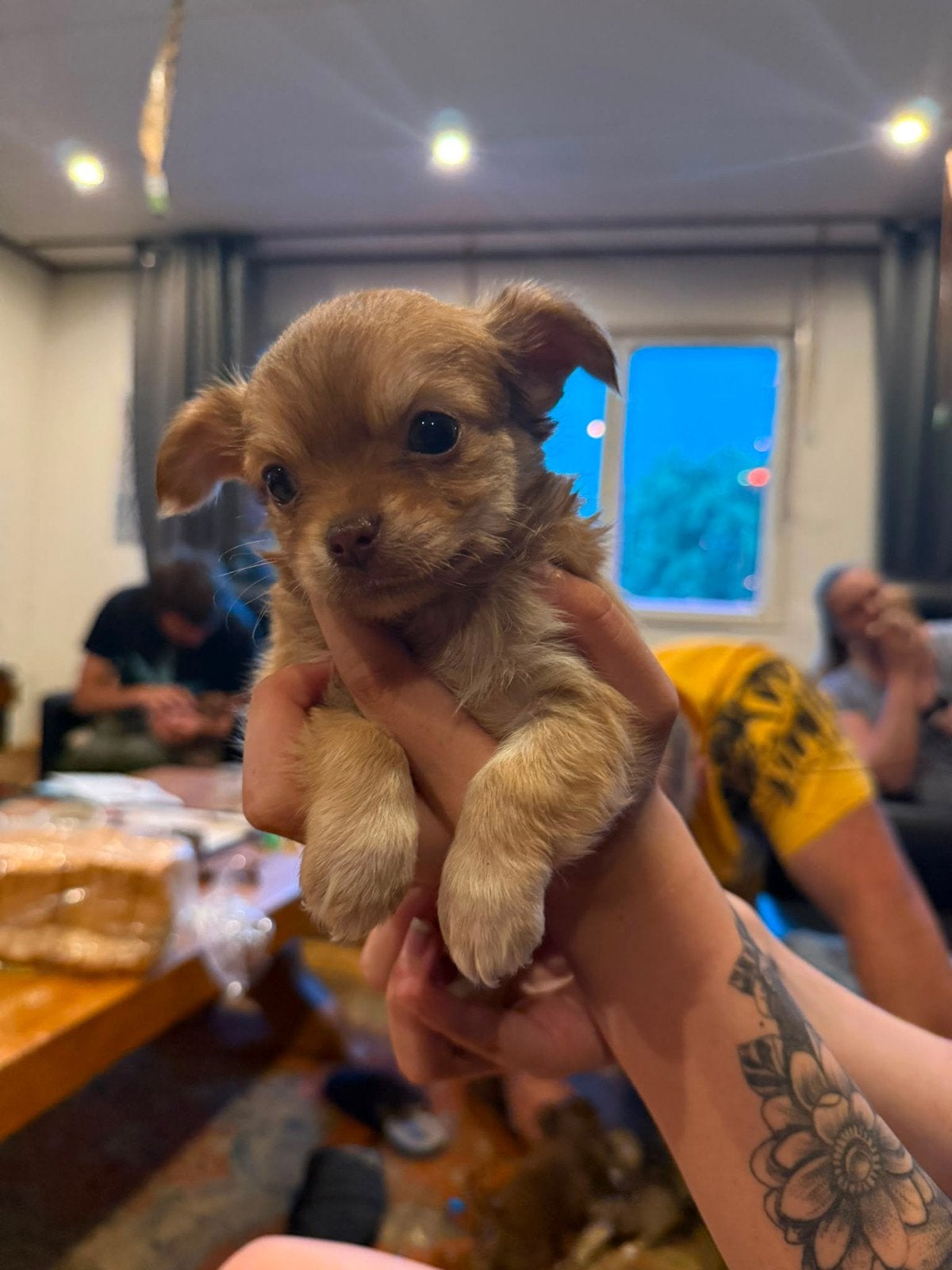 Chihuahua pups, Dieren en Toebehoren, Honden | Chihuahua's en Gezelschapshonden, 8 tot 15 weken, Parvo, Meerdere, Meerdere dieren