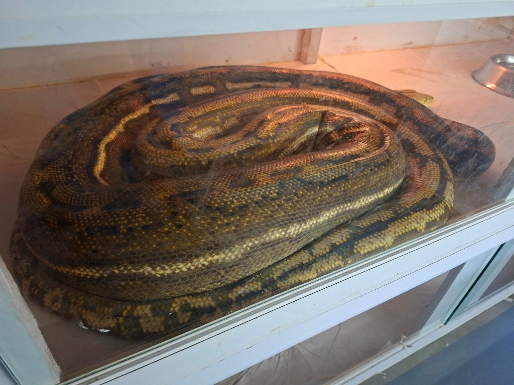 Reticulated Python, Slang, Met terrarium, 3 tot 6 jaar