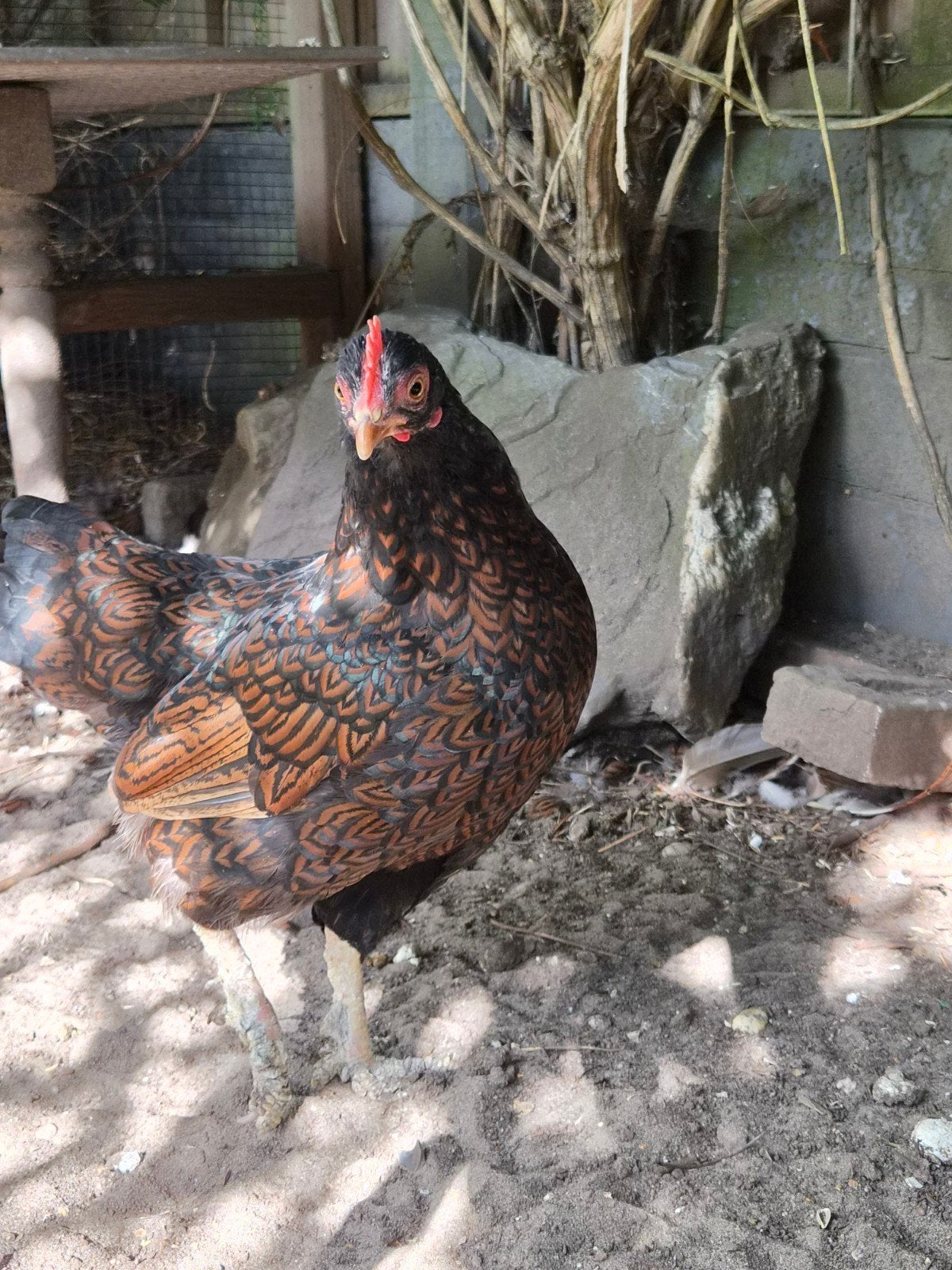 Kip en hok, gratis, Dieren en Toebehoren, Pluimvee, Vrouwelijk, Kip