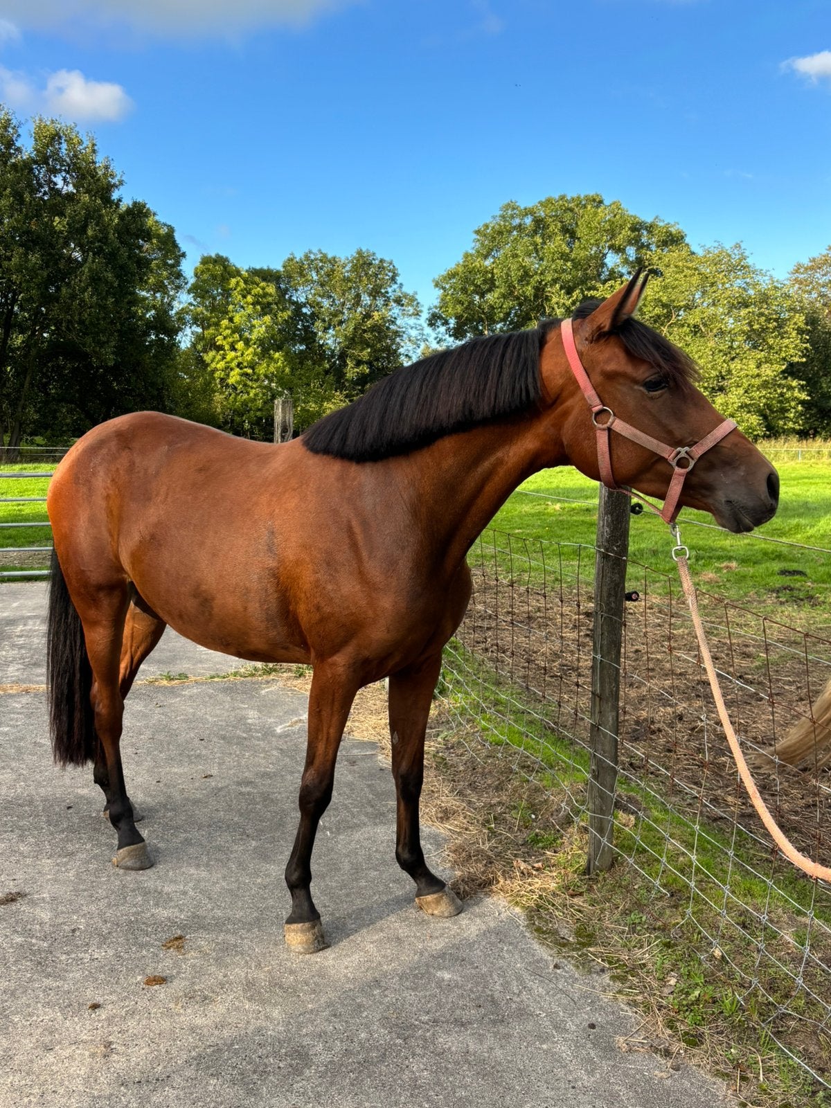 Te koop lieve aansprekende 3 jarige merrie, Dressuurpony, 3 tot 6 jaar, Onbeleerd, Merrie