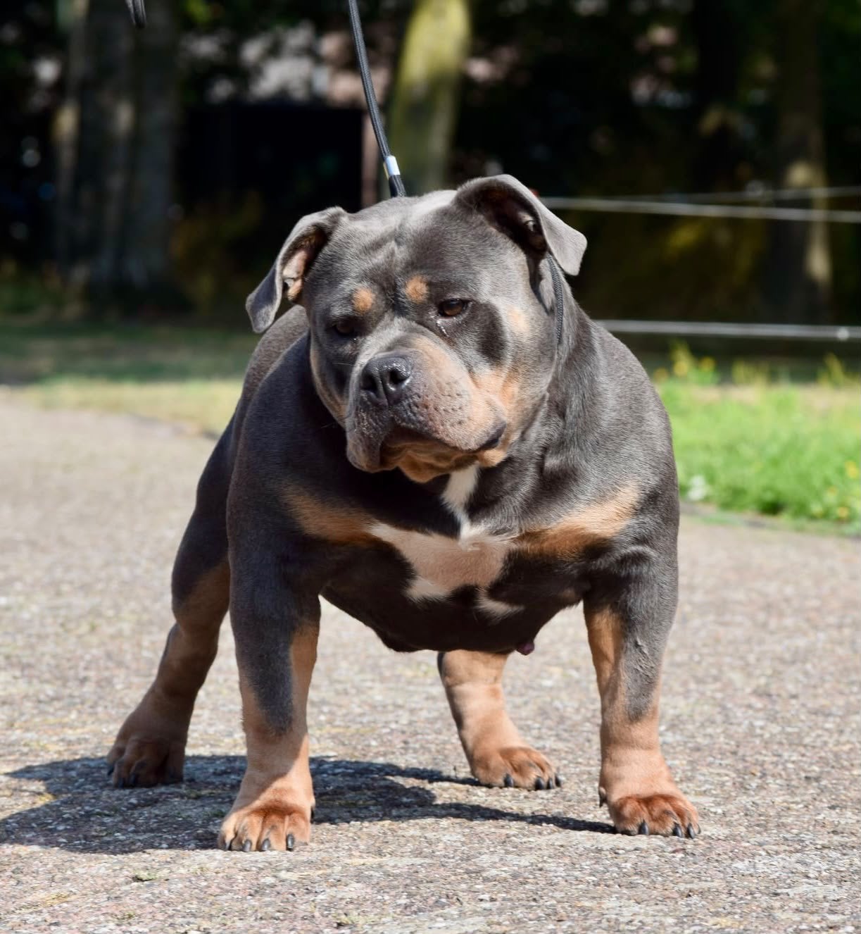 Foto 9 van 🔥American bully pups uit grand champion line, tricolors