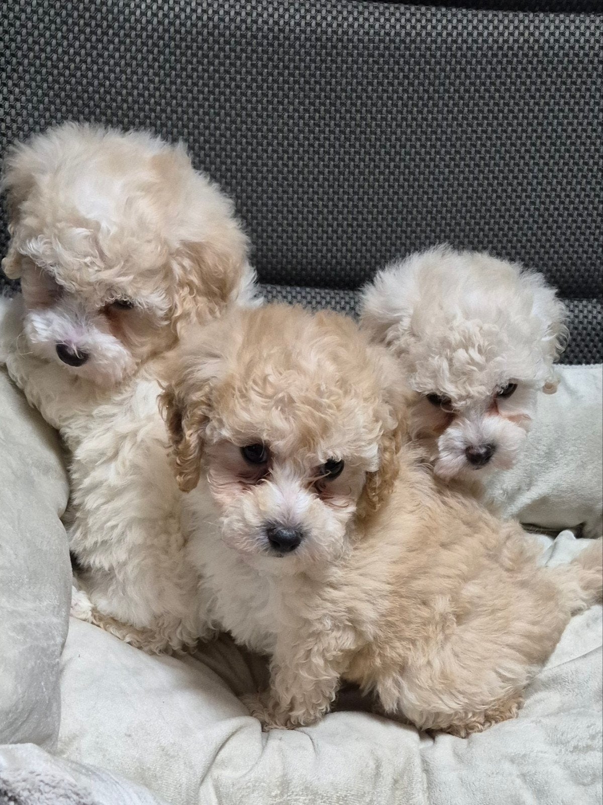 Maltipoo pups nog  3 teefjes  . mooie gezonde pupjes, Parvo, Overige rassen, 8 tot 15 weken, Meerdere