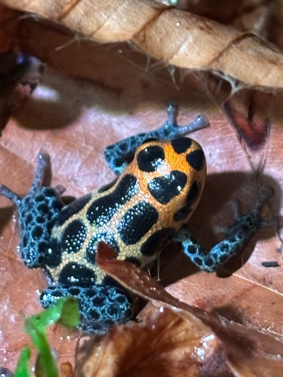 Ranitomeya imitator chazuta en nog meer soorten, Dieren en Toebehoren, Amfibie, 0 tot 2 jaar
