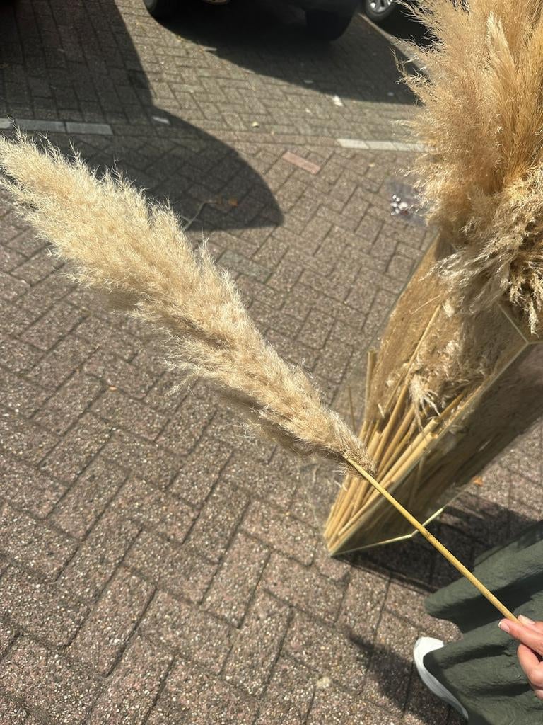 Grote bos pampas pluimen - Decoratieve droogbloemen, Ophalen