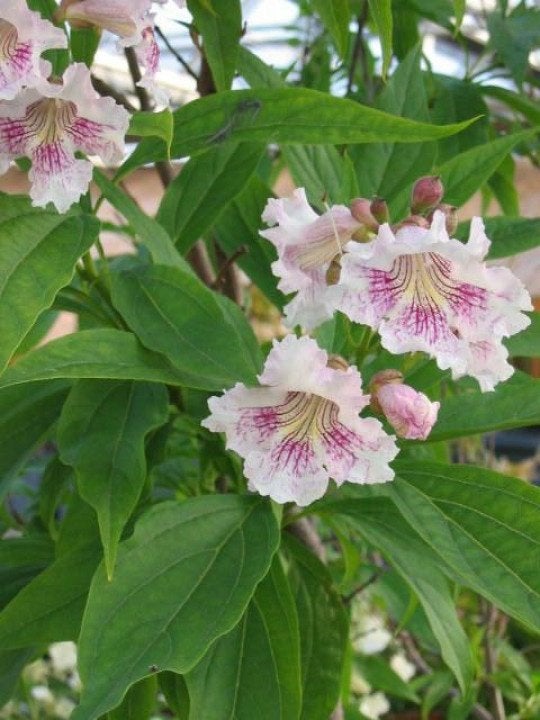 STRUIK Chitalpa tashkentensis Summer Bells (Minsum) Chitalpa, Overige soorten, Volle zon, Vaste plant, Ophalen of Verzenden