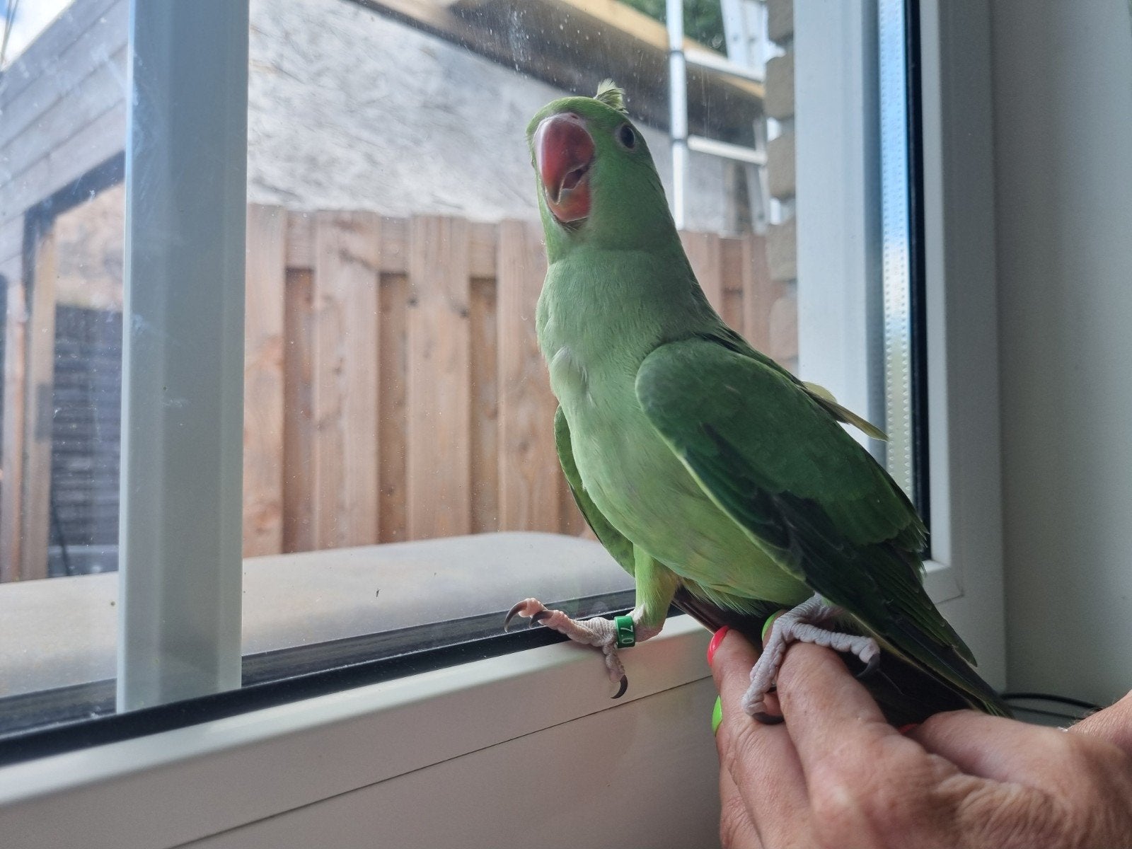 Halsband parkieten (te koop!), Dieren en Toebehoren, Meerdere dieren, Parkiet, Geringd