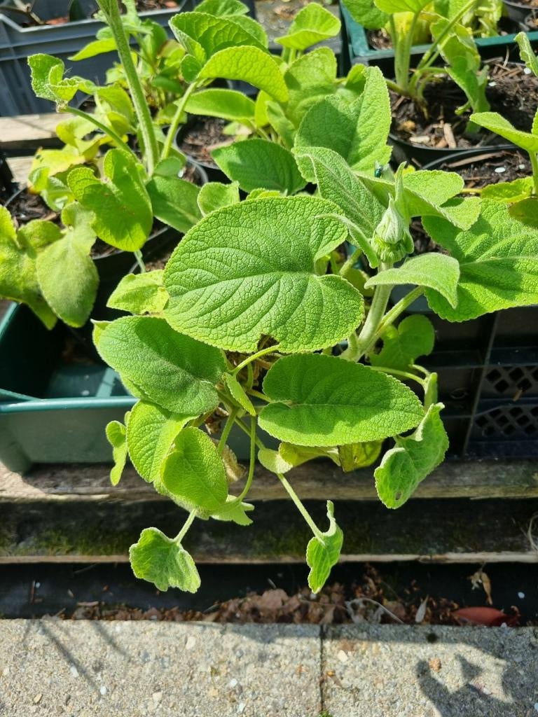 Biologische vaste planten, Volle zon, Vaste plant, Zomer, Ophalen