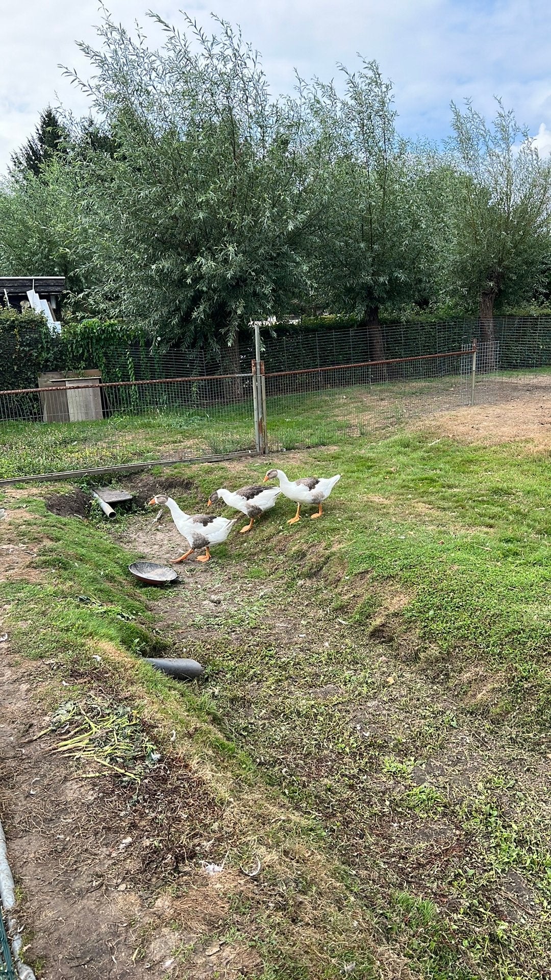 Mooi jong koppel vlaamse ganzen te koop, Dieren en Toebehoren, Pluimvee, Meerdere dieren, Gans of Zwaan