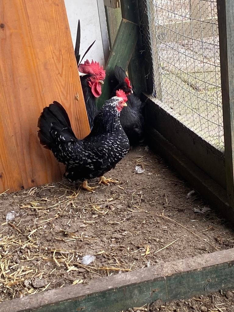Trio chabot krieltjes, Meerdere dieren, Kip