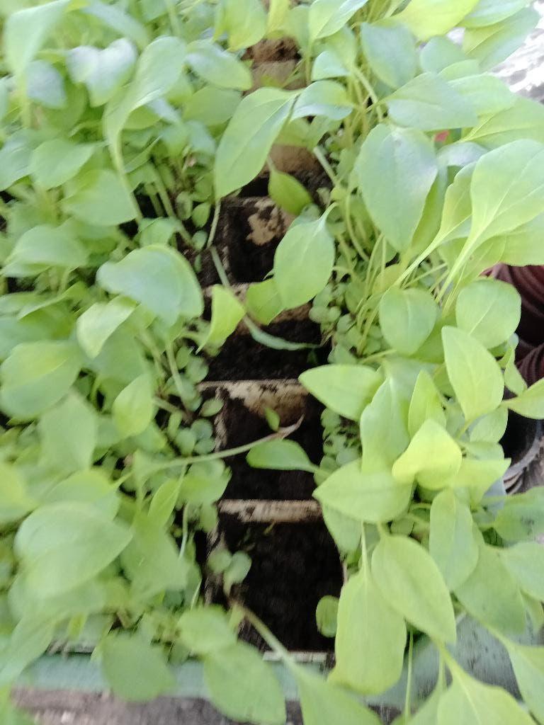 Roze Zonnehoed: jonge planten in kluitje KOOPJE!, Ophalen, Vaste plant, Overige soorten, Volle zon