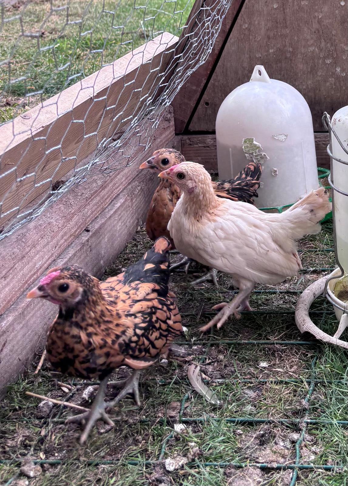 Sebright haantjes, Dieren en Toebehoren, Pluimvee, Mannelijk, Kip