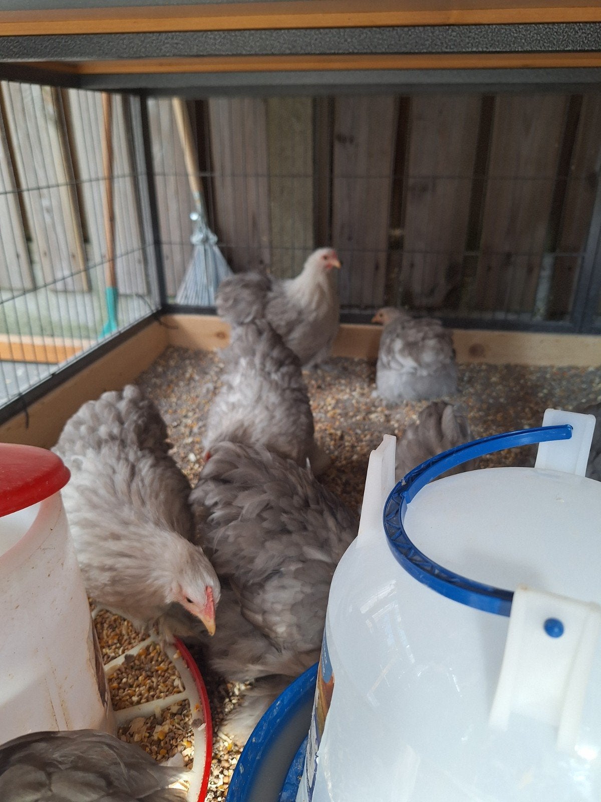 11 bobtail cochin kriel hennen van dit jaar maart 2026, Dieren en Toebehoren, Vrouwelijk, Kip