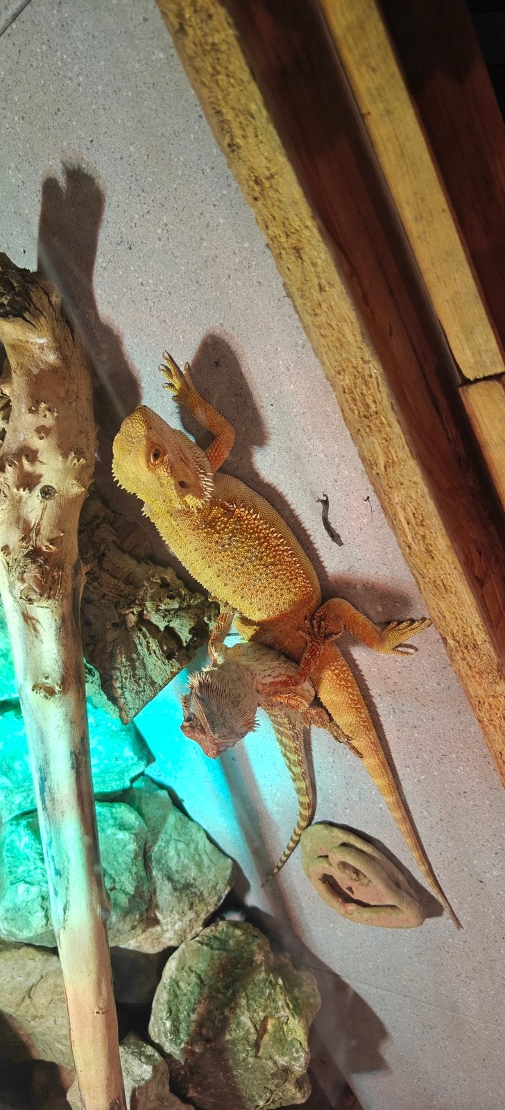 2 baardagaamme te ruil Bearded Dragon photo 7