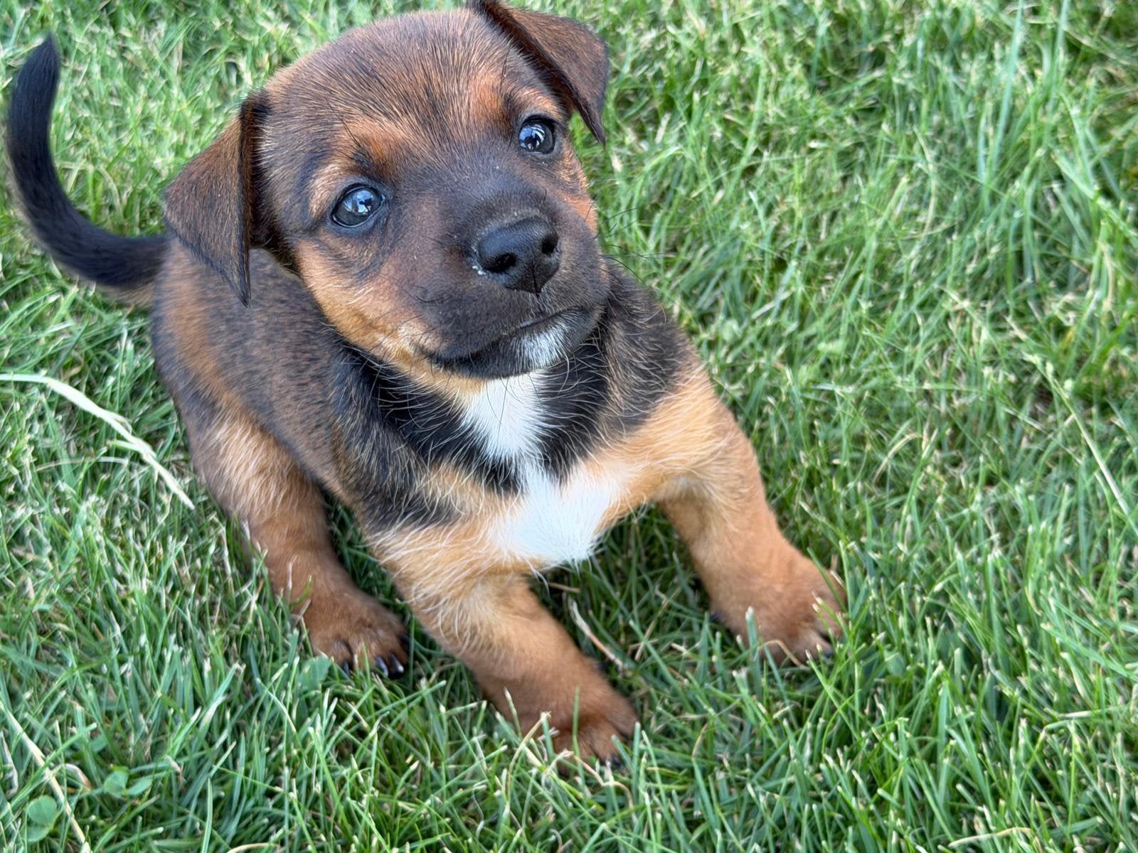 Prachtig, speelse boerderij puppy’s te koop, Parvo, Jack Russell Terriër, 8 tot 15 weken, Teef