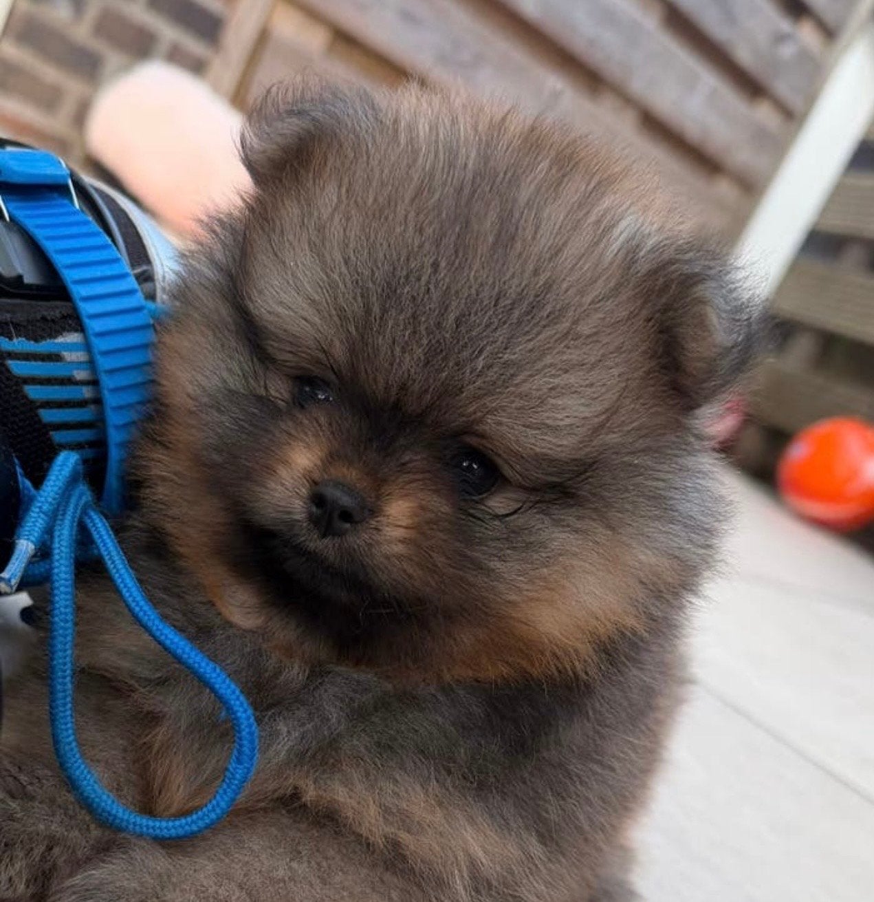 Pomeriaan pups, Dieren en Toebehoren, Parvo, Keeshond, Reu, 8 tot 15 weken