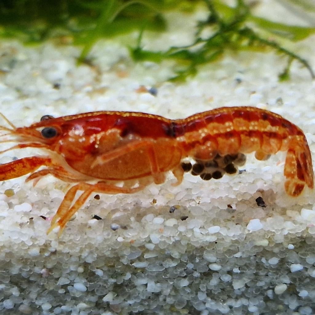 CPO KREEFT , MINI KREEFT VOOR HET AQUARIUM, Dieren en Toebehoren, Kreeft, Krab of Garnaal